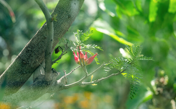 exotischer Baum mit Bl&uuml;te