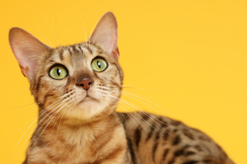 Cute Bengal cat on orange background, closeup. Space for text