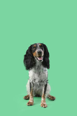 Cute cocker spaniel dog sitting on green background