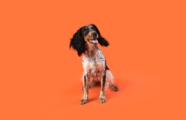 Cute cocker spaniel dog sitting on orange background
