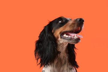 Portrait of cute funny cocker spaniel dog on orange background