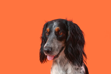 Portrait of cute funny cocker spaniel dog on orange background