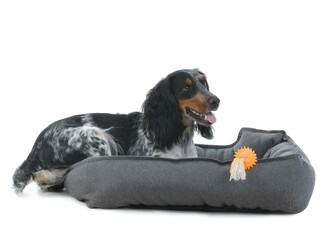 Cute cocker spaniel dog with toy lying in pet bed on white background