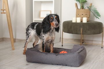 Cute cocker spaniel dog with toy ball and pet bed in living room