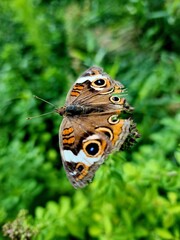 Beautiful Butterflies