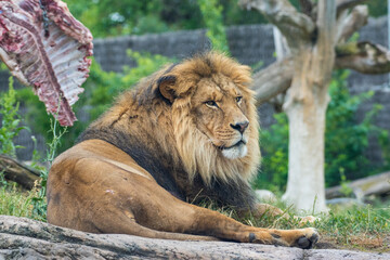 lion in the zoo