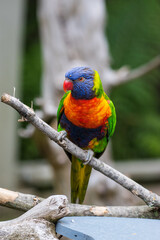 rainbow lorikeet parrot