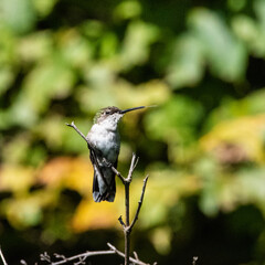 Humming bird with tongue