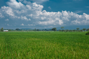 field and blue sky