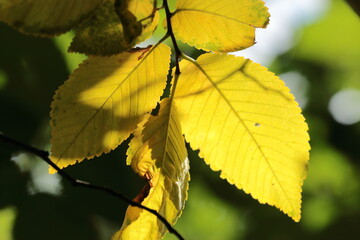 yellow leaves