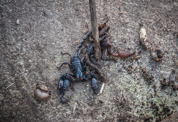 Someone using a wood branch for pushing tail of scary black scorpions for stop moving.