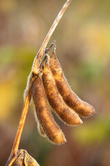 Ripe soybean plants. Soybeans in a field.Soy pods.