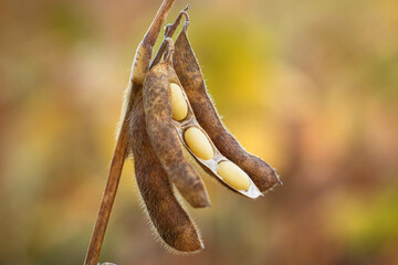 Ripe soybean plants. Soybeans in a field.Soy pods.