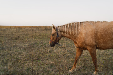 A beautiful brown horse with a braided mane is grazing in a field. Yellow and green background