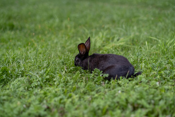 Black rabbit on green grass eat grass. Rabbit with big ears walking in the garden on the lawn....