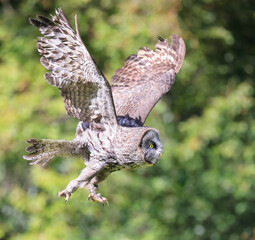 Great Grey Owl flying in the forest, Quebec, Canada