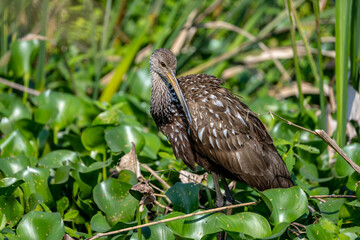 Limpkin Looking Back Toward Something