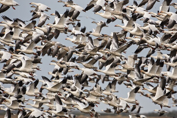 Fill The Sky With Geese