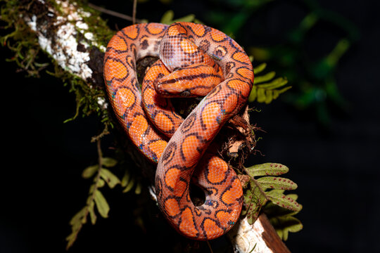 Rainbow Boa in a Tree