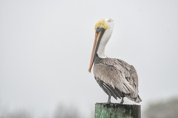 Pelican Fog