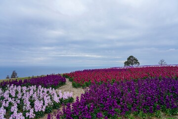 Fototapeta premium 大阪湾をバックに見る満開のカラフルなストックと特徴的な形の木のコラボ情景
