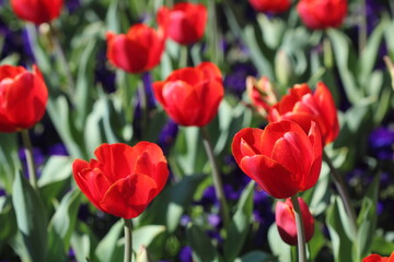Close-up of a garden full of beautiful red tulips in bloom