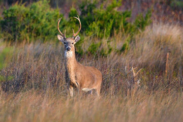 Whitetail Buck at Sunrise
