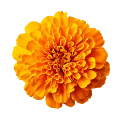  beautiful yellow marigold flower isolated on transparent background, Generative ai © The Deep Designer