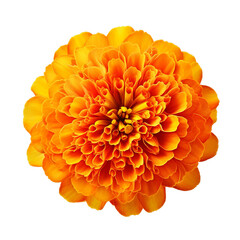 beautiful yellow marigold flower isolated on transparent background, Generative ai