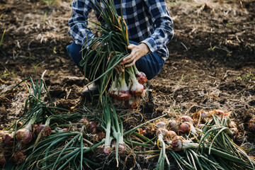 Agriculturist utilize the core data network in the Internet from the mobile to validate, test, and select the new crop method. Young farmers and tobacco farming