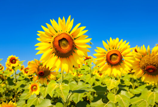 Vibrant sunflower field with bright clear blue sky