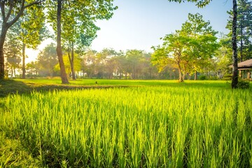 Obraz premium Nature, lush green rice fields