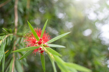 Blooming Bottle brush on tree.
