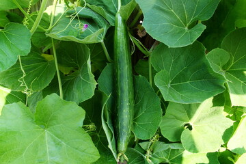 fresh luffa gourd or snake gourd,sponge gourd also known in india as galka,turiya,lufa on vine plant in garden