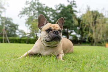 Curiosity French bulldog lying on grass field looking away.