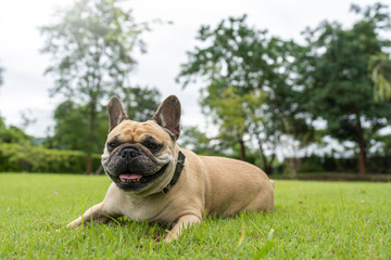 Dog smile to camera at field against dark cloudy sky.