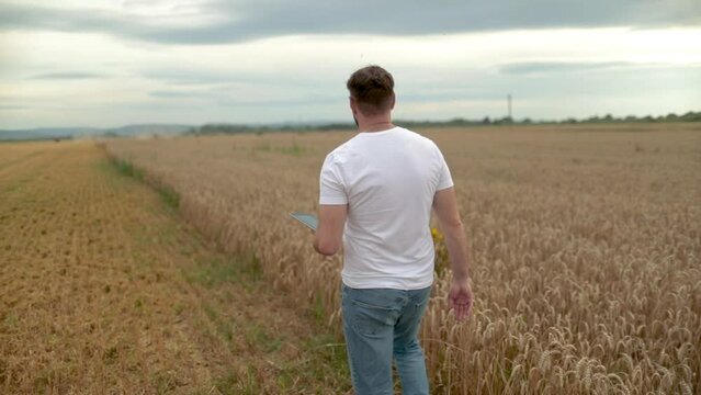 The concept of agriculture. Agronomist in white t-shirt and jeans walking in wheat field. Agricultural technology. A farmer checks the growth of wheat. Organic products. Growing food