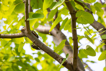 Fototapeta premium Black Cicadas on a tree in summer in Osaka, Japan