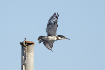 A belted kingfisher (Megaceryle alcyon), a bird found near water, in Sarasota, Florida, in flight...