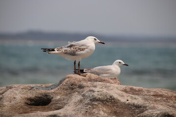 Seagulls on the the coast