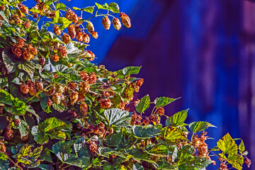 Willow branch in the early autumn morning