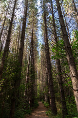 Fototapeta premium New Zealand walk