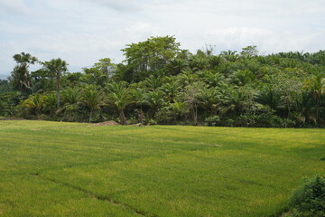 Rice fields with rice plants in the countryside