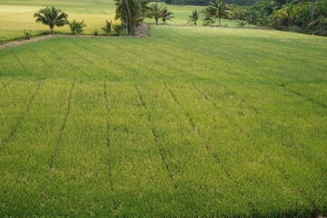 Rice fields with rice plants in the countryside