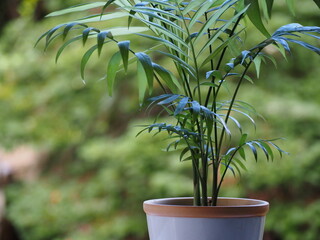 観葉植物　テーブルヤシ