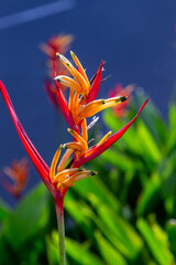 Heliconia flower