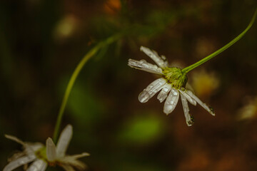 a flower after rain