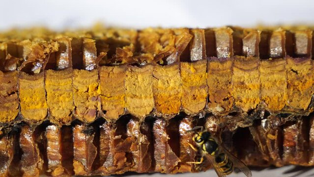 Preserved flower pollen. 
The bees placed the pollen in the honeycombs with honey. This is done for long-term storage. For clarity, a longitudinal section of a honeycomb with pollen was made. 
