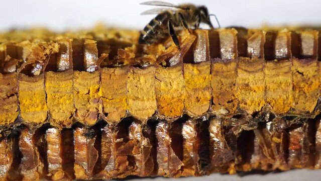Preserved flower pollen. 
The bees placed the pollen in the honeycombs with honey. This is done for long-term storage. For clarity, a longitudinal section of a honeycomb with pollen was made. 
