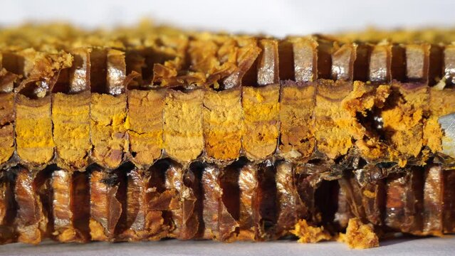 Preserved flower pollen. 
The bees placed the pollen in the honeycombs with honey. This is done for long-term storage. For clarity, a longitudinal section of a honeycomb with pollen was made. 
